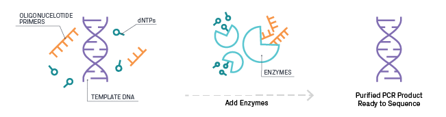 Enzymatic Purification Process