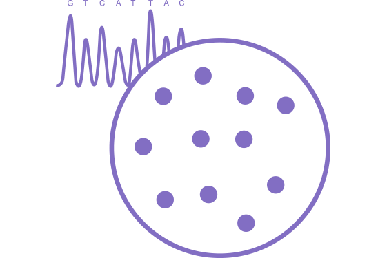 Molecular Genetics